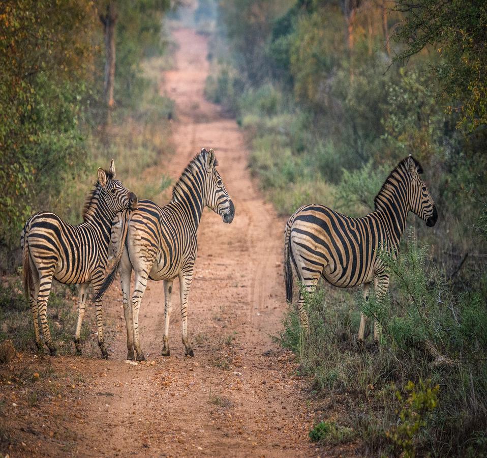 Garonga Safari Villa Makalali Game Reserve Exterior photo